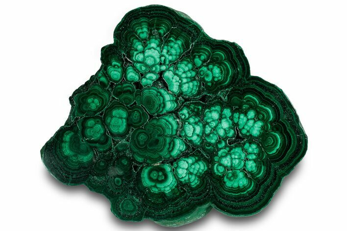 Flowery Polished Malachite Slab - DR Congo #319846